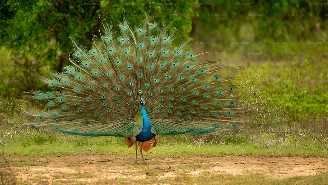 Yala-Nationalpark-Safari ab Kosgoda