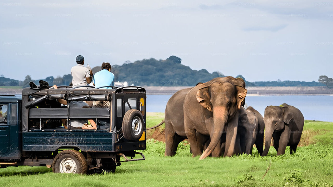 Yala-Nationalpark-Safari ab Kosgoda