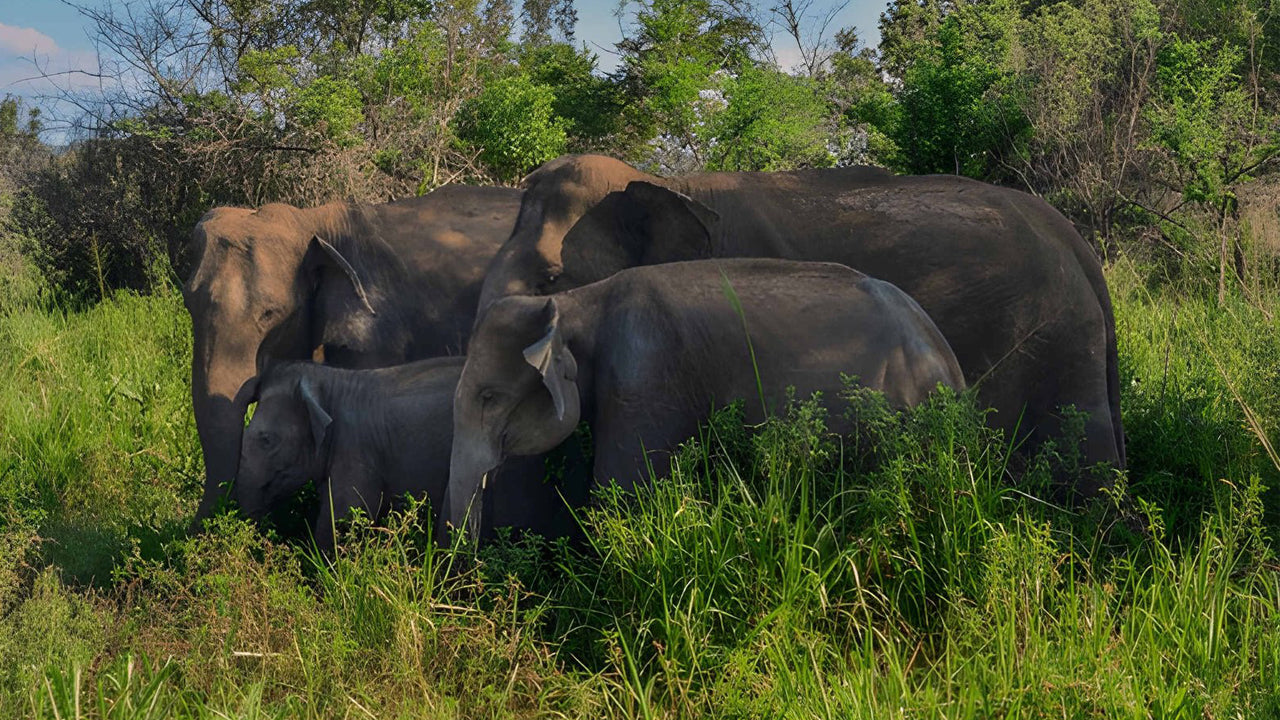 Sigiriya Rock, Village Experience and Wildlife Safari from Pasikuda