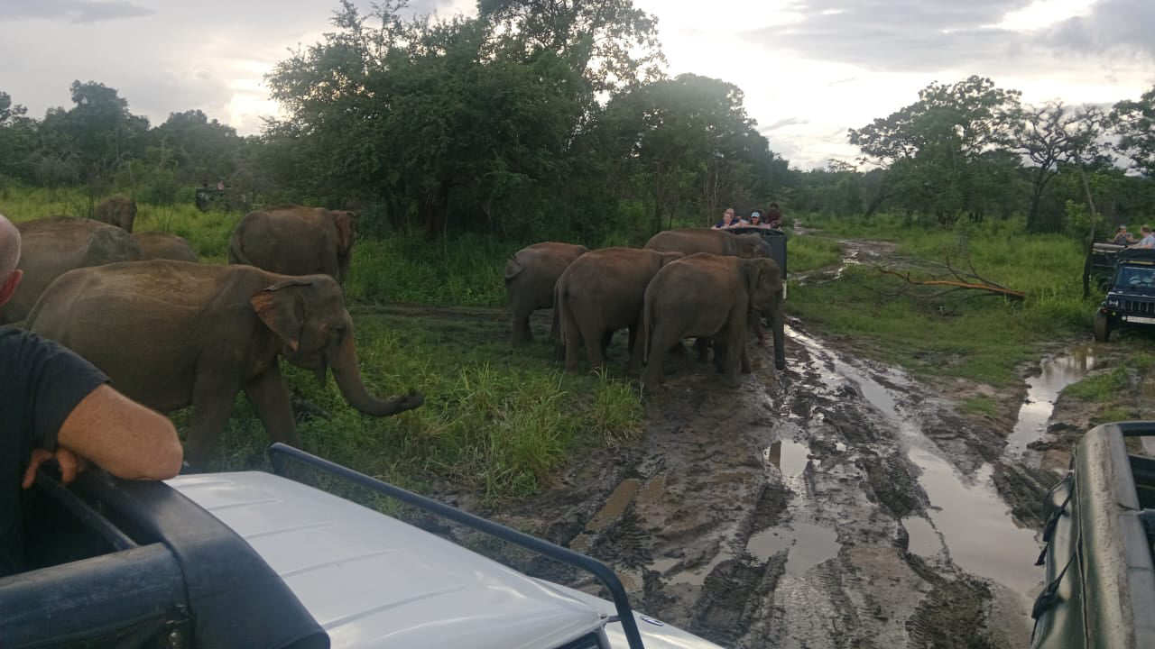 Polonnaruwa Heritage und Hurulu Eco Park Safari ab Pasikuda