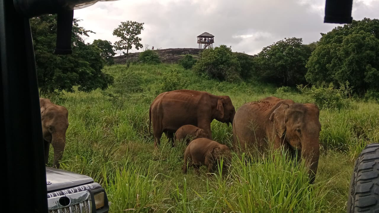 Polonnaruwa Heritage und Hurulu Eco Park Safari ab Pasikuda