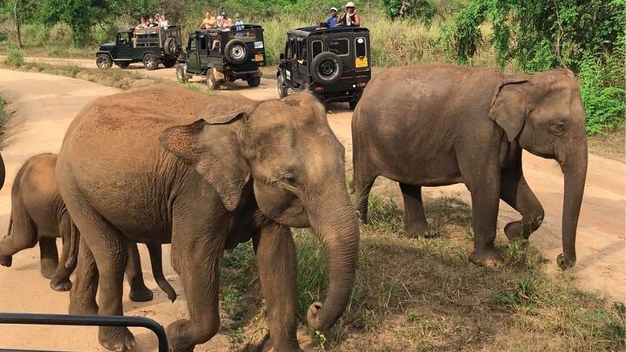 Polonnaruwa Heritage und Hurulu Eco Park Safari ab Pasikuda