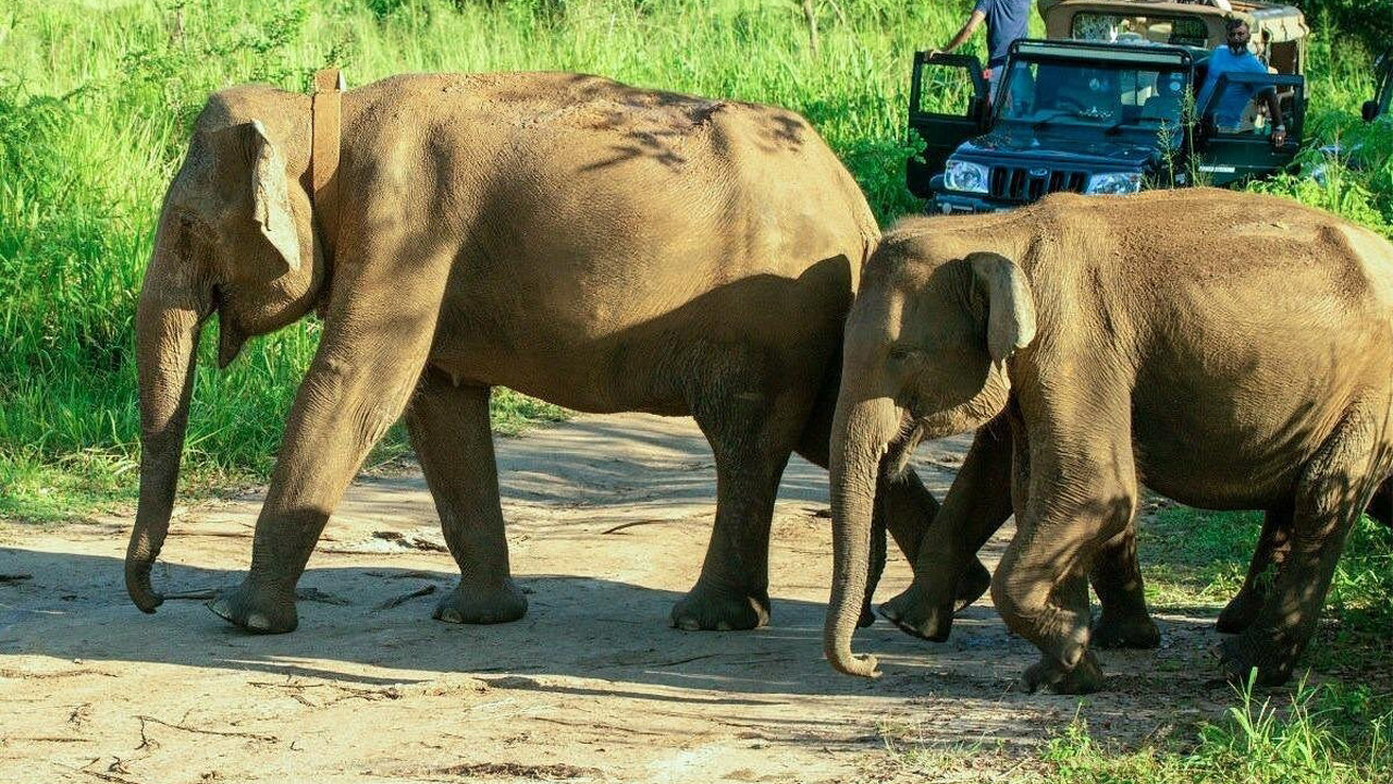 Polonnaruwa Heritage und Hurulu Eco Park Safari ab Pasikuda
