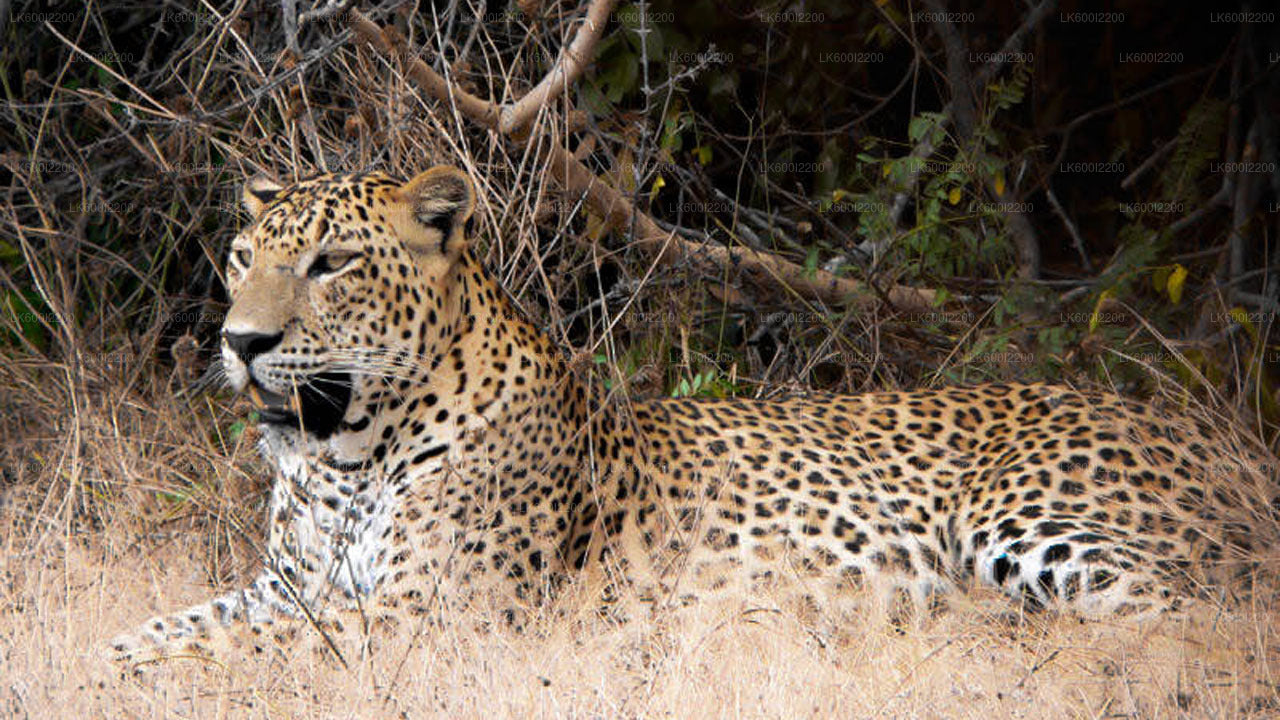 Wilpattu-Nationalpark-Safari ab Dambulla