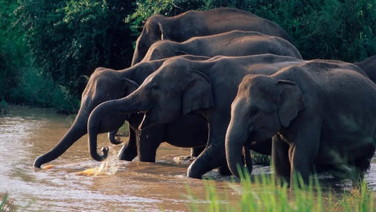 Safari im Wasgamuwa-Nationalpark ab Kandy