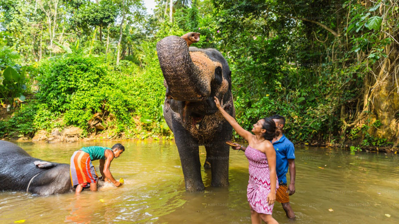 Millennium Elephant Foundation aus Ahungalla
