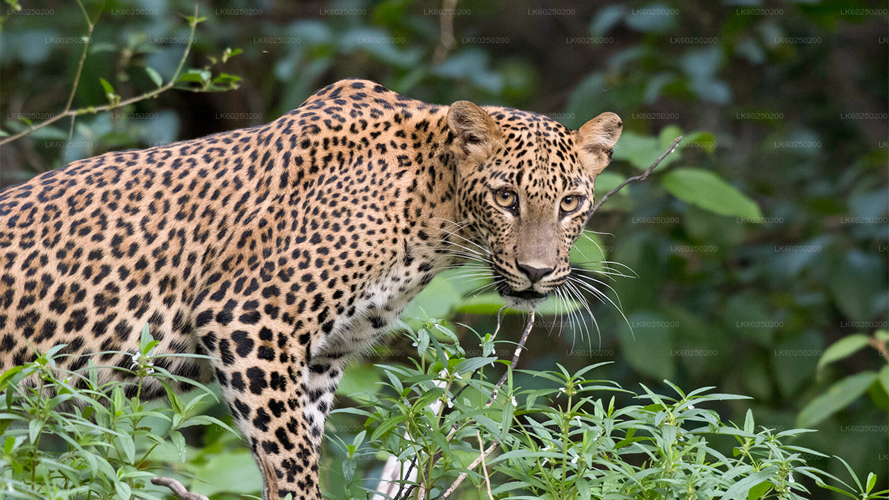 Yala-Nationalpark-Safari ab Unawatuna