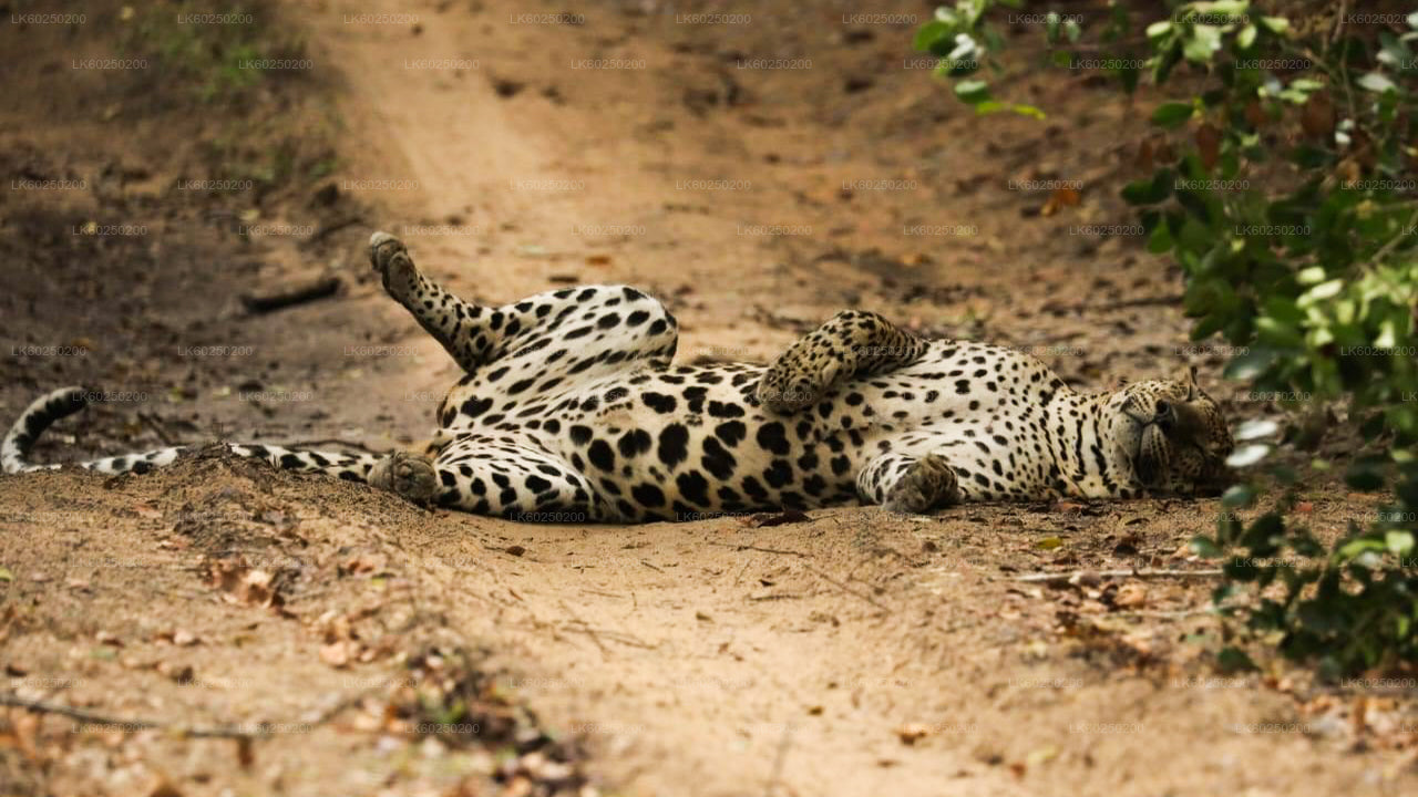 Yala-Nationalpark-Safari ab Unawatuna