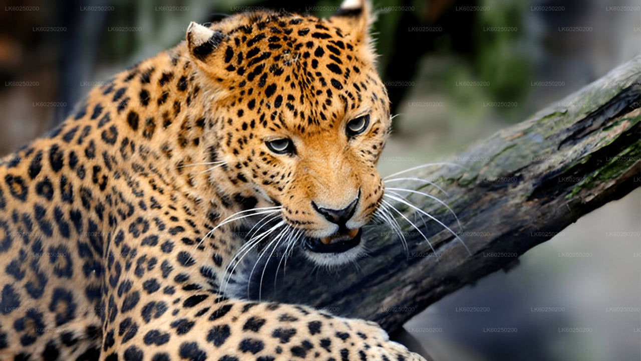 Yala-Nationalpark-Safari ab Unawatuna