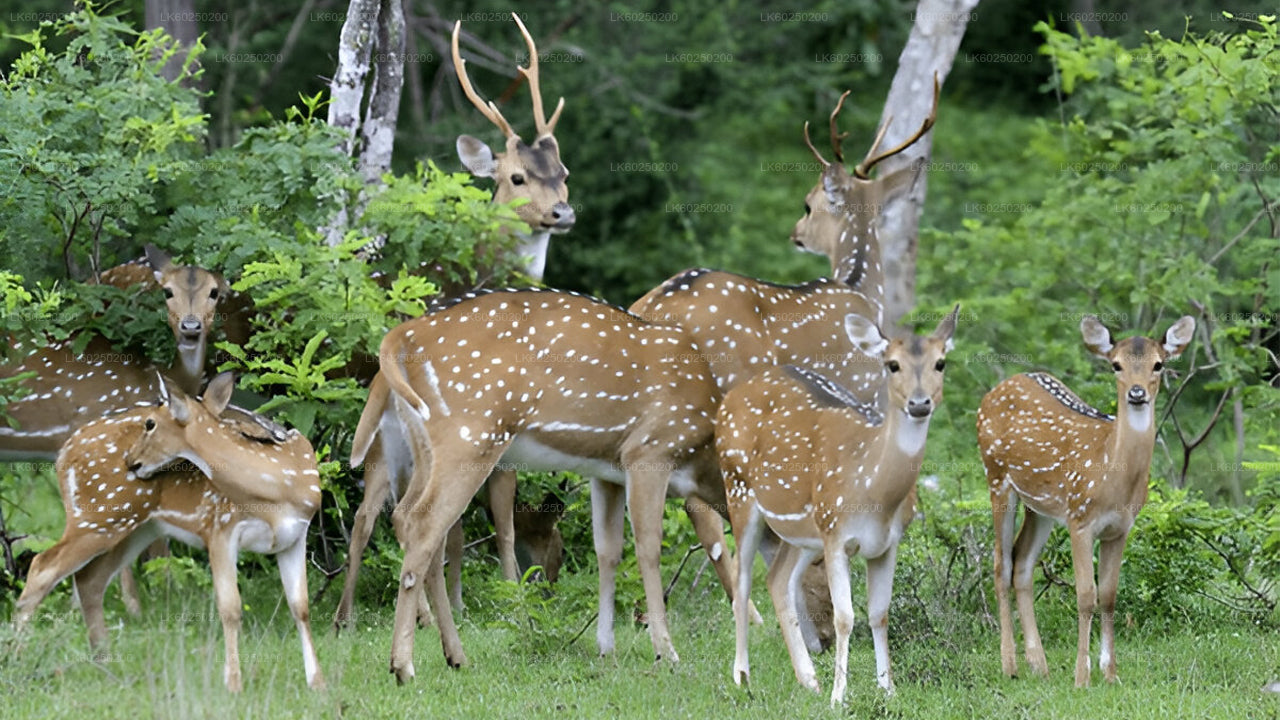 Yala-Nationalpark-Safari ab Unawatuna