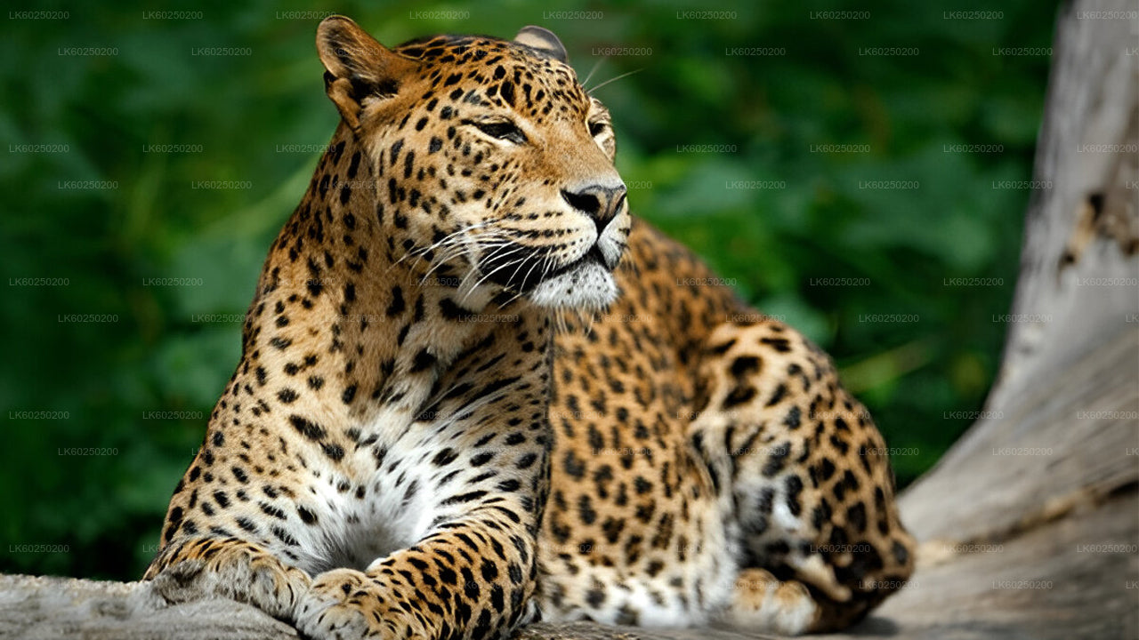 Yala-Nationalpark-Safari ab Unawatuna