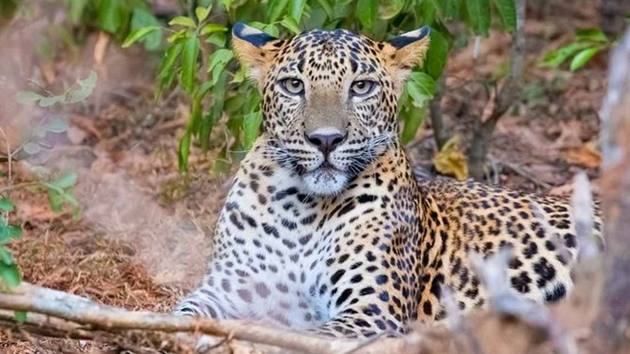 Safari im Yala-Nationalpark ab Weligama
