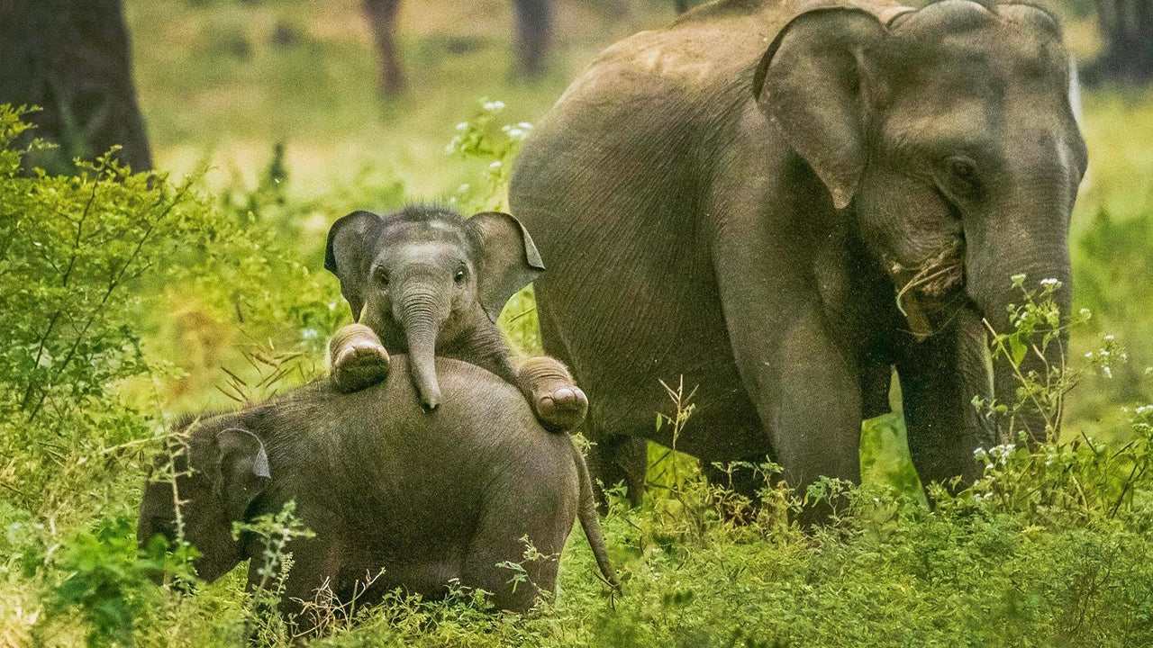 Safari im Yala-Nationalpark ab Weligama