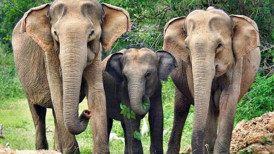 Safari im Yala-Nationalpark ab Weligama