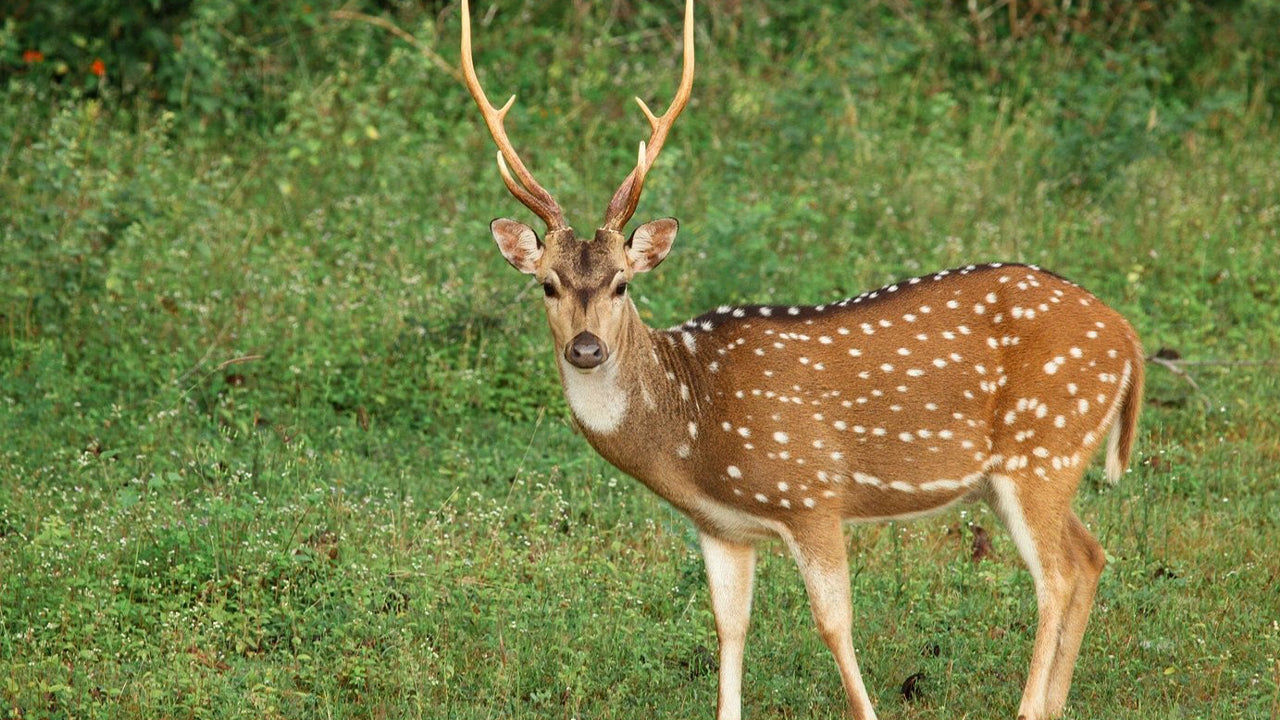 Safari im Yala-Nationalpark ab Weligama