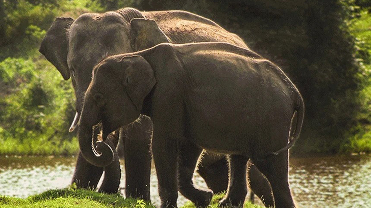 Safari im Yala-Nationalpark ab Weligama