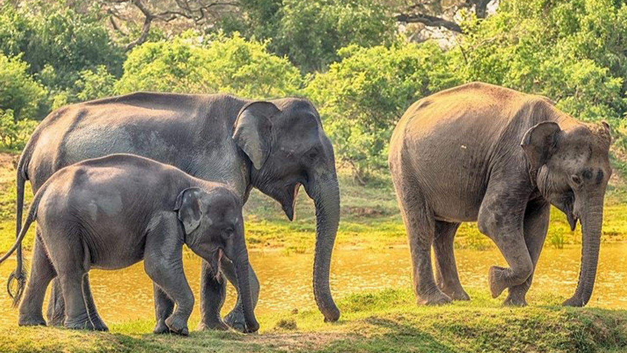 Safari im Yala-Nationalpark ab Weligama