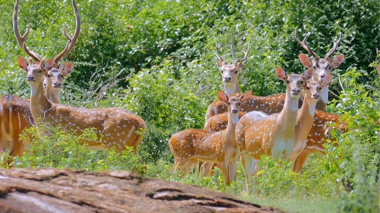 Safari im Yala-Nationalpark ab Weligama
