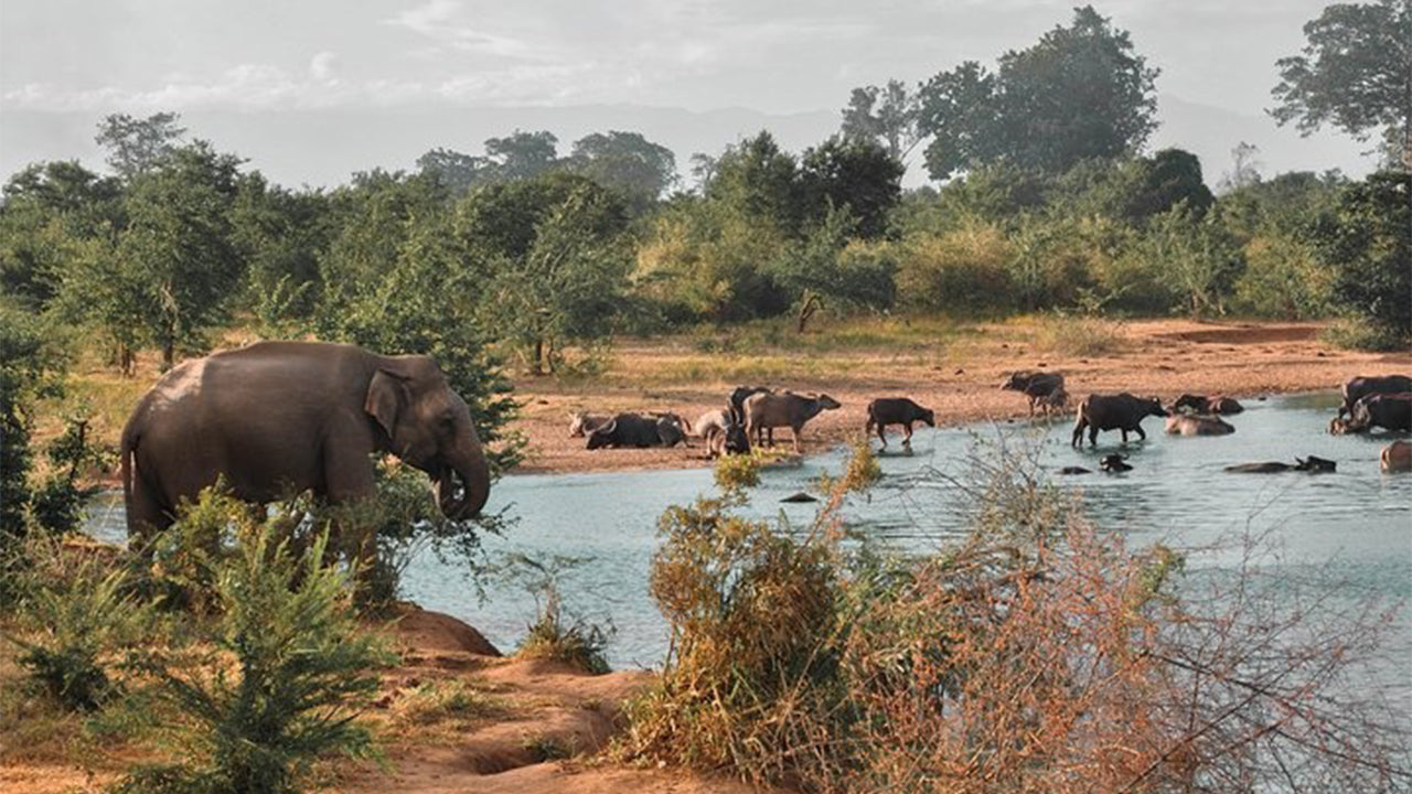 Safari im Udawalawe-Nationalpark ab Mirissa