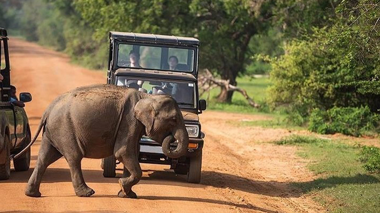 Safari im Udawalawe-Nationalpark ab Mirissa
