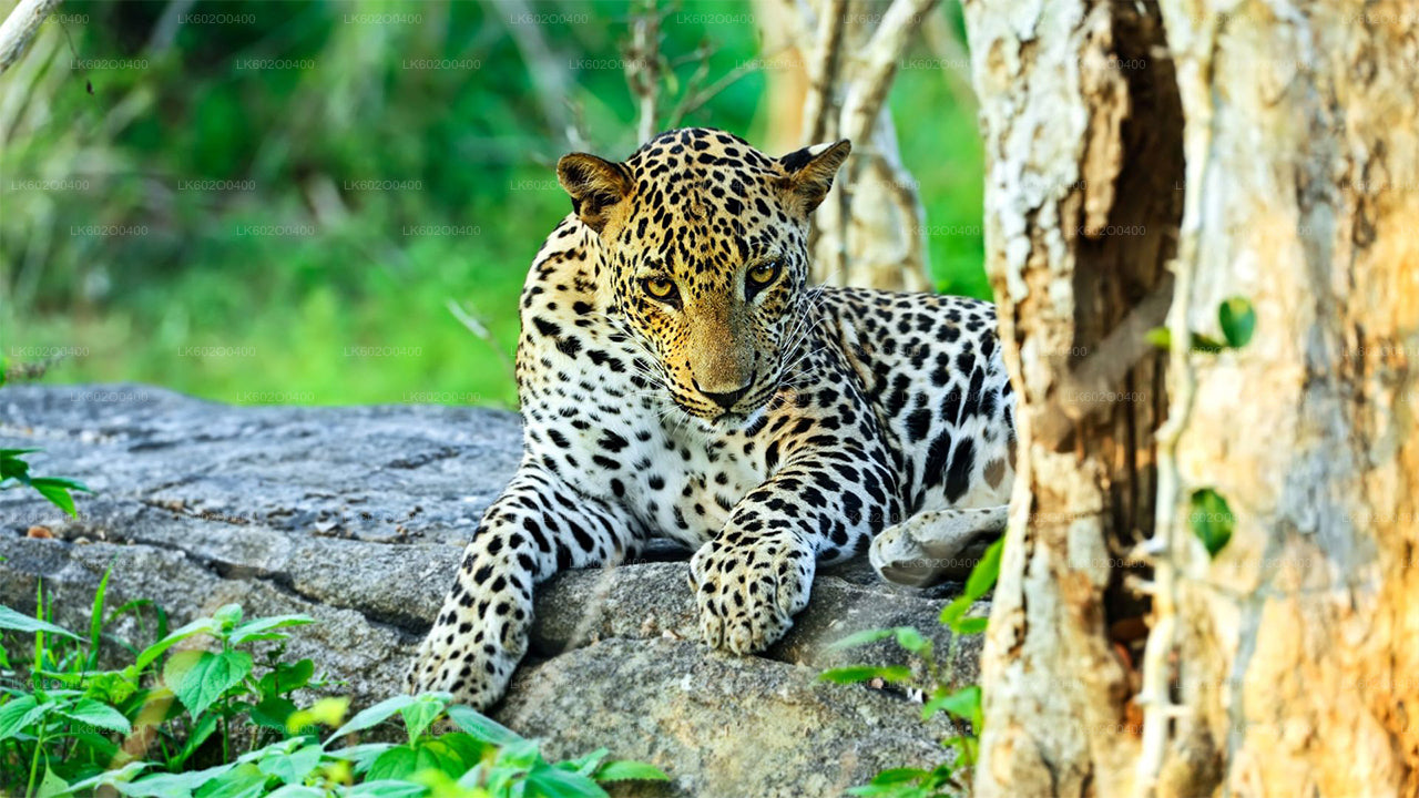 Yala-Nationalpark-Safari ab Mirissa
