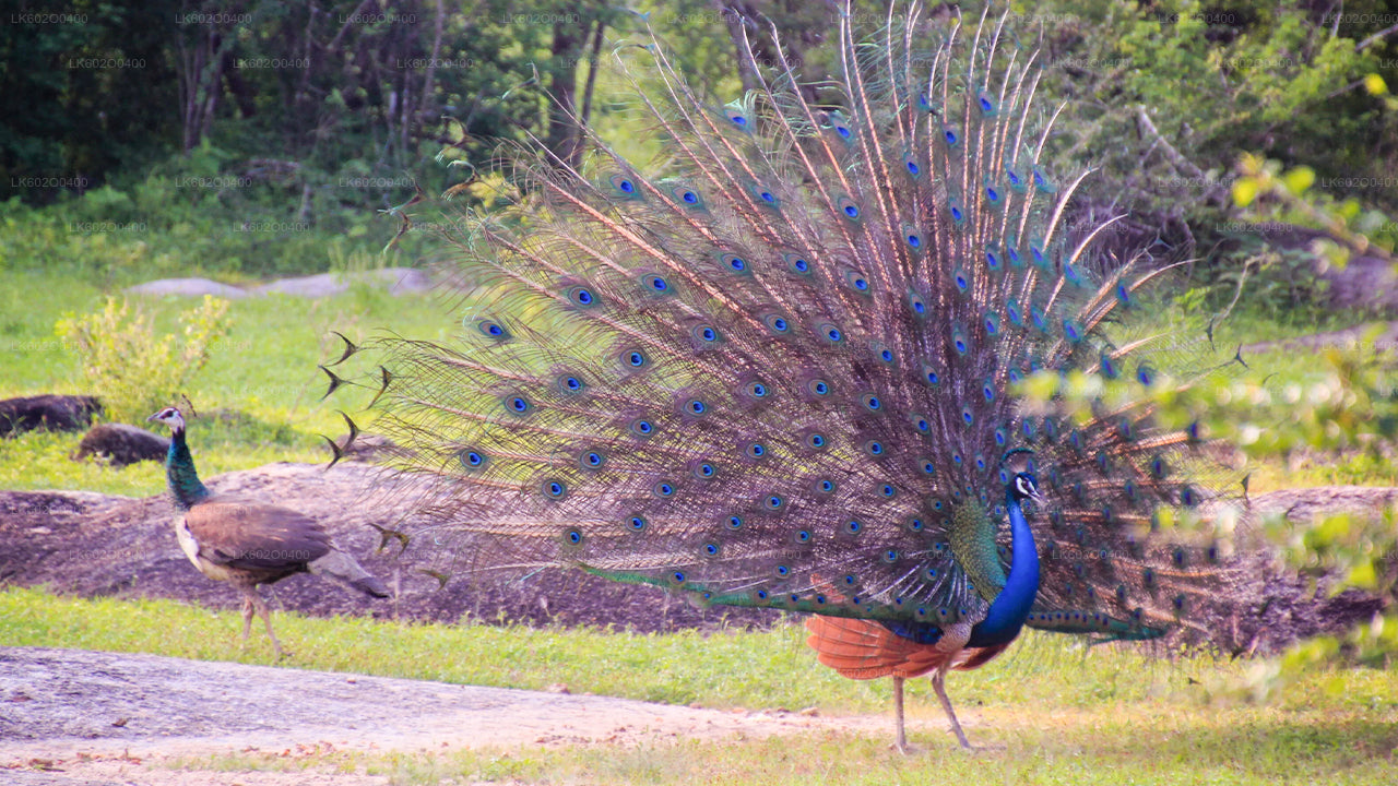 Yala-Nationalpark-Safari ab Mirissa