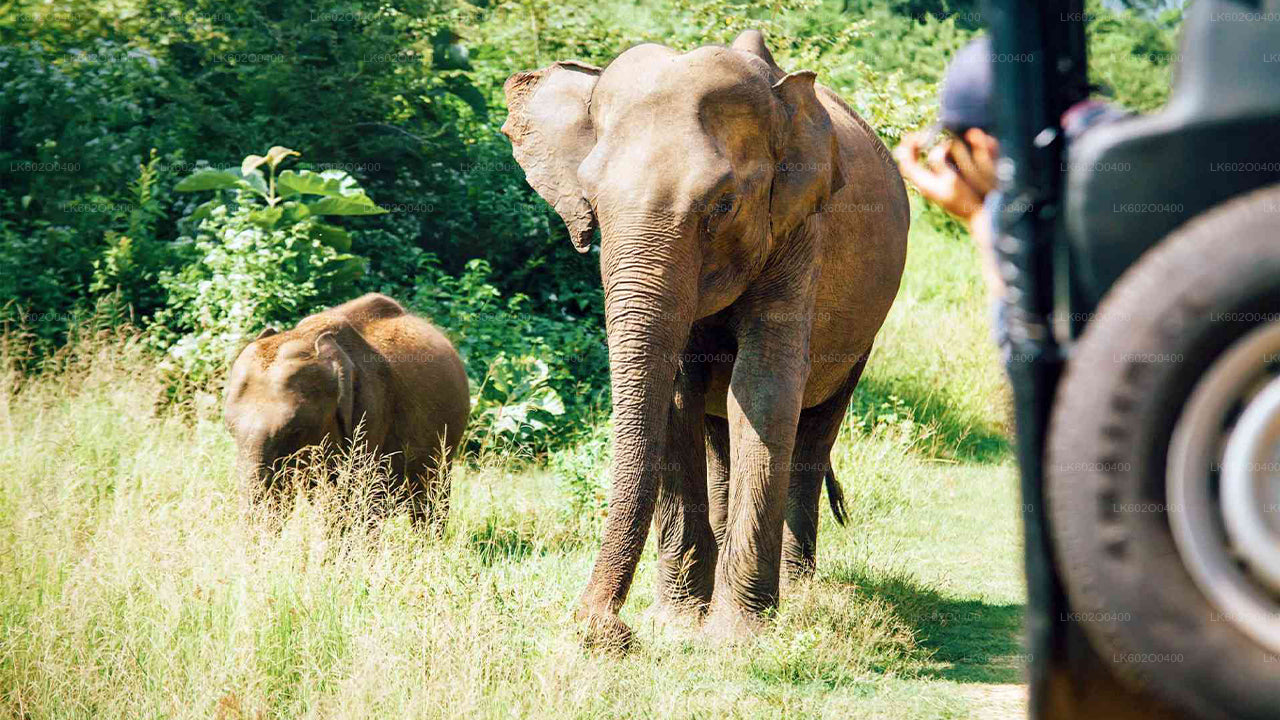 Yala-Nationalpark-Safari ab Mirissa
