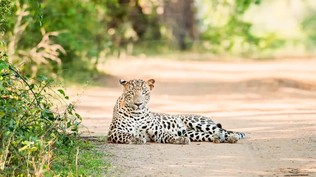 Yala-Nationalpark-Safari ab Mirissa