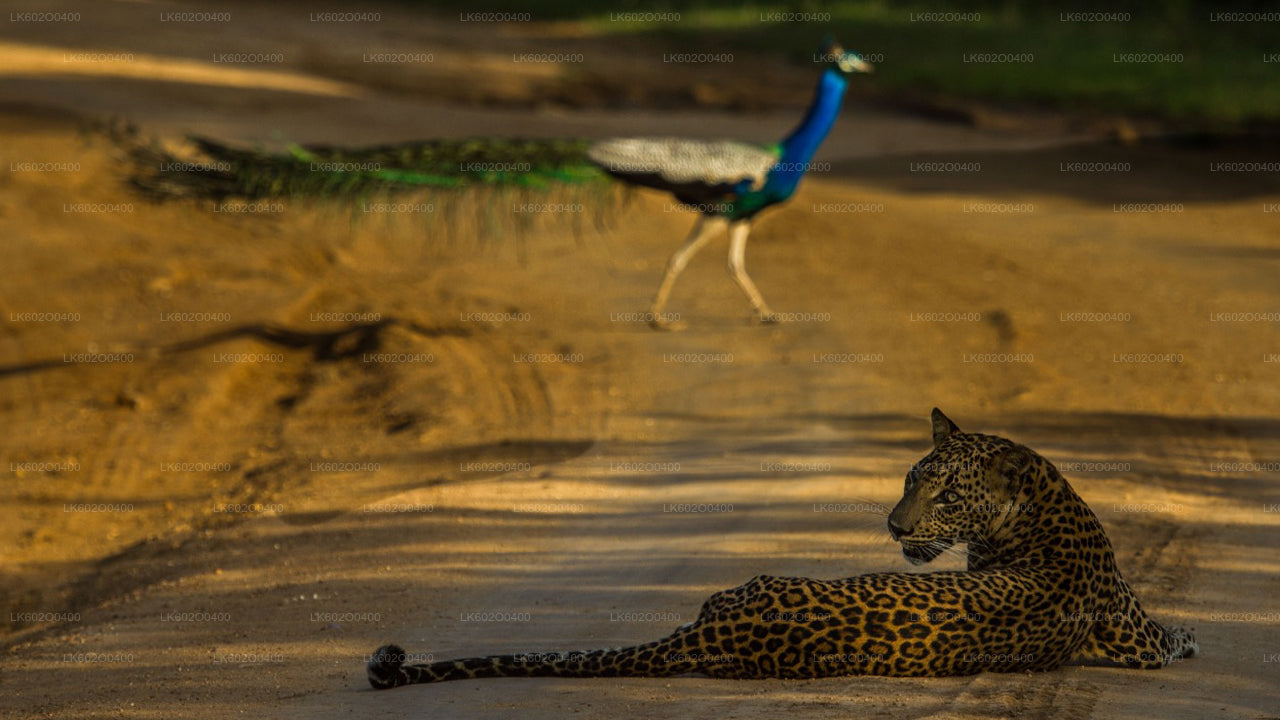 Yala-Nationalpark-Safari ab Mirissa