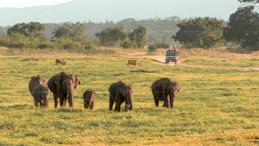 Minneriya-Nationalpark-Safari ab Habarana
