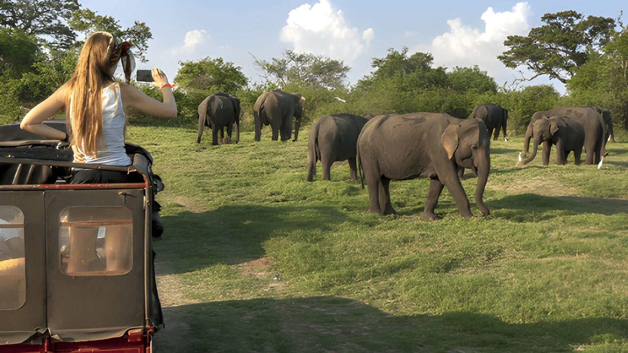 Woman taking a photo of elephants from a safari vehicle in a grassy field.