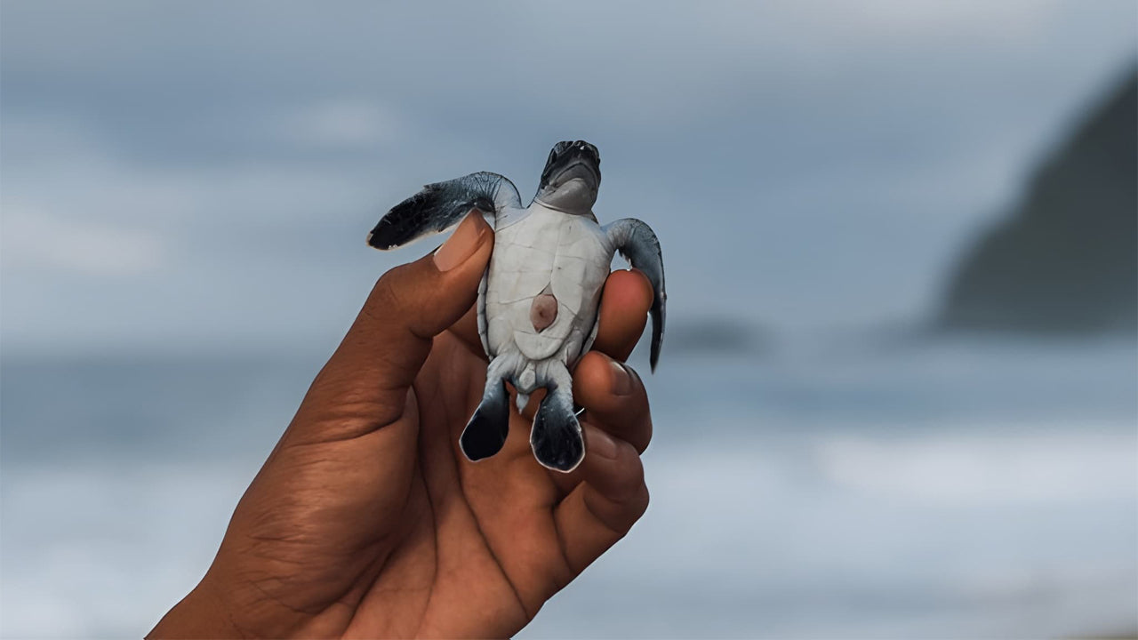 Baby Turtle Release from Unawatuna
