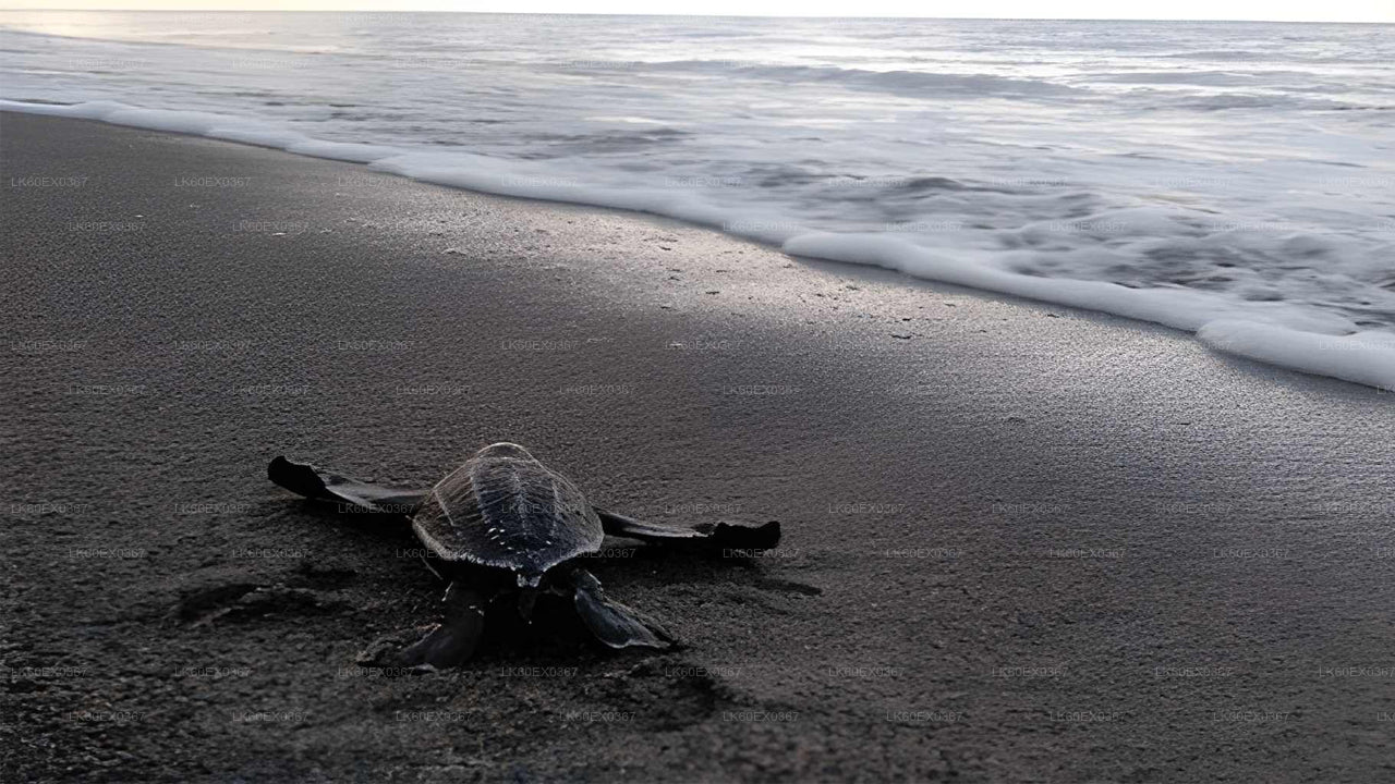 Baby Turtle Release from Unawatuna