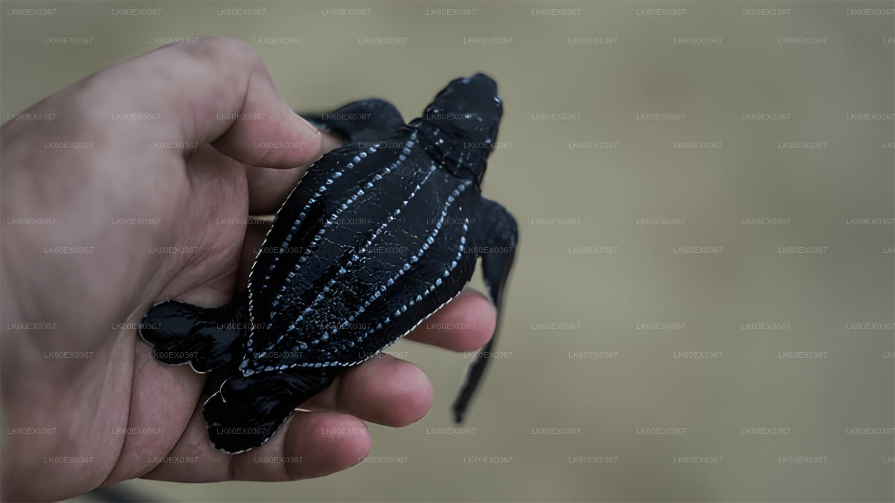 Baby Turtle Release from Unawatuna