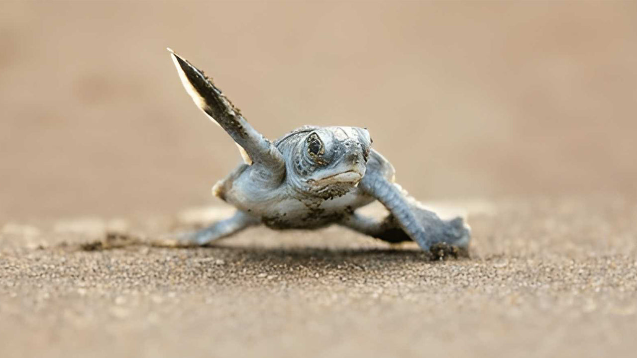 Baby Turtle Release from Unawatuna
