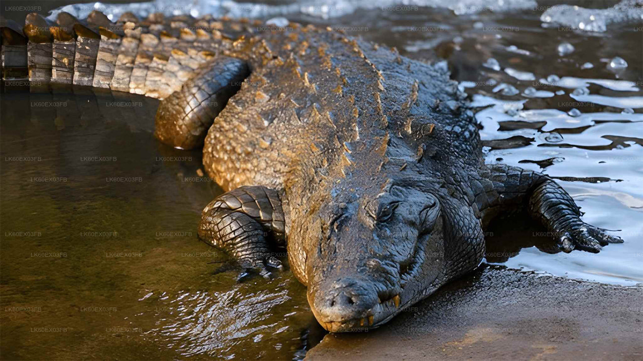 Alligator lying on a muddy bank with water in the background