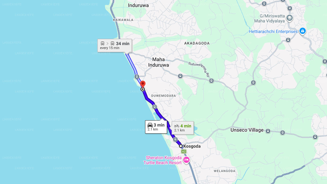 Baby Turtle Release from Kosgoda