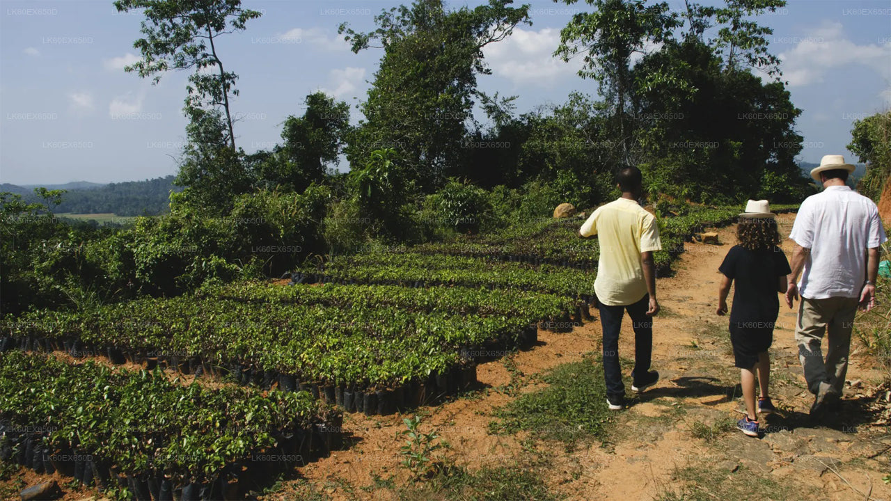 Privates Zimt-Erlebnis ab Weligama