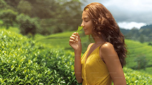 Besuch einer Fabrik für niedrig angebauten Tee und Teeverkostung ab Galle