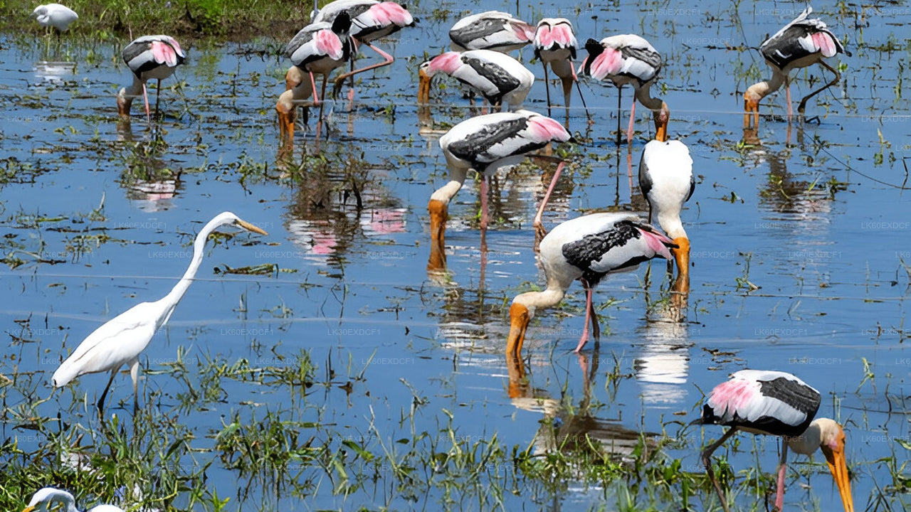 Private Tour von Ella nach Mirissa mit Udawalawe Safari