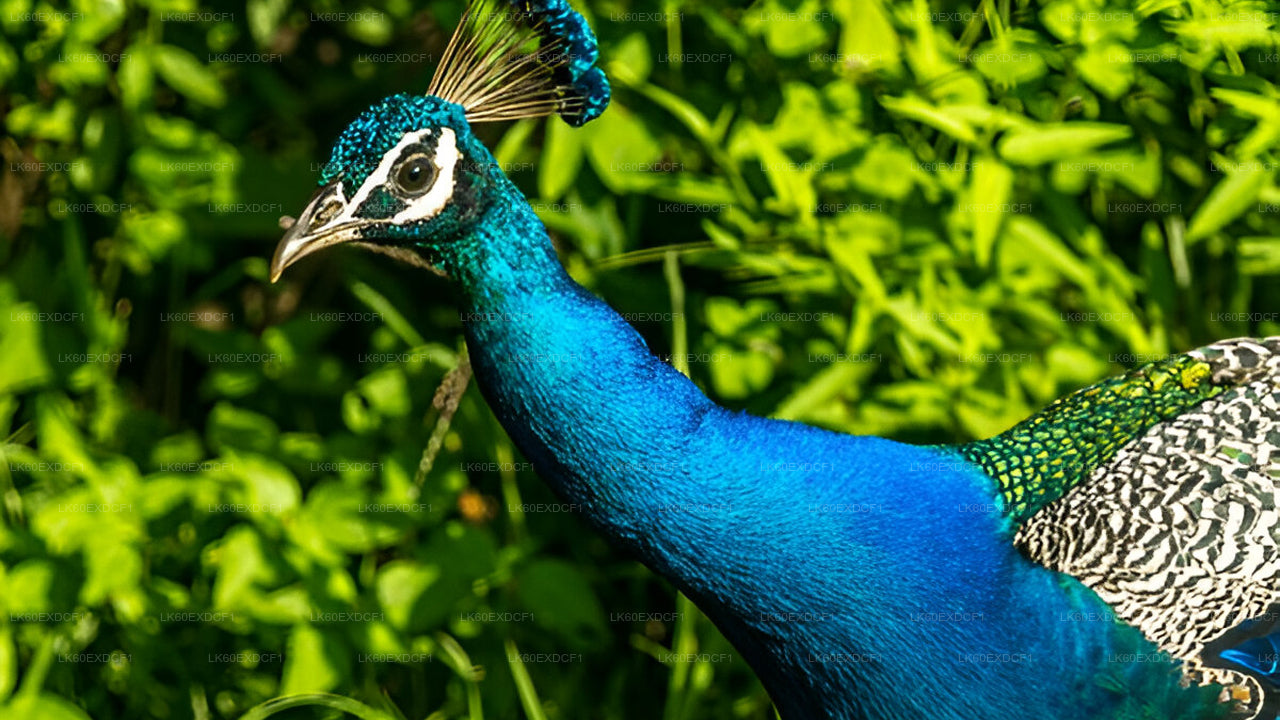 Private Tour von Ella nach Mirissa mit Udawalawe Safari