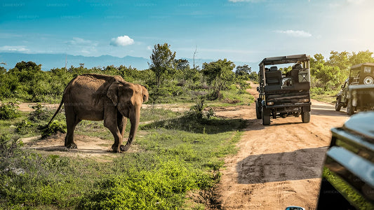 Private Tour von Ella nach Mirissa mit Udawalawe Safari