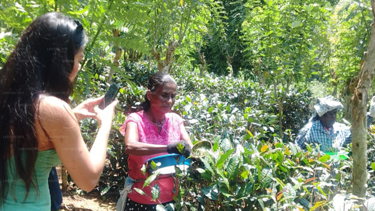 Entdecken Sie die verborgenen Schätze von Galle und speisen Sie mit Einheimischen.