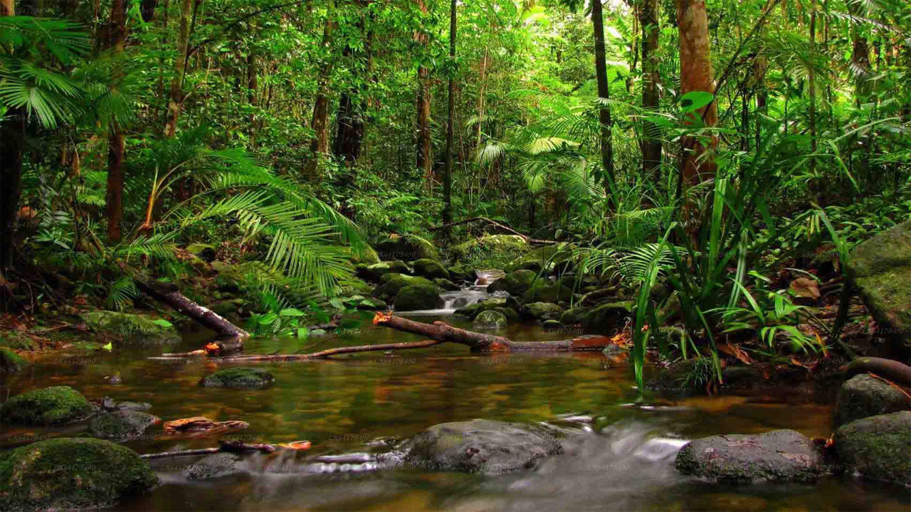 Vogelbeobachtungstour im Sinharaja-Regenwald