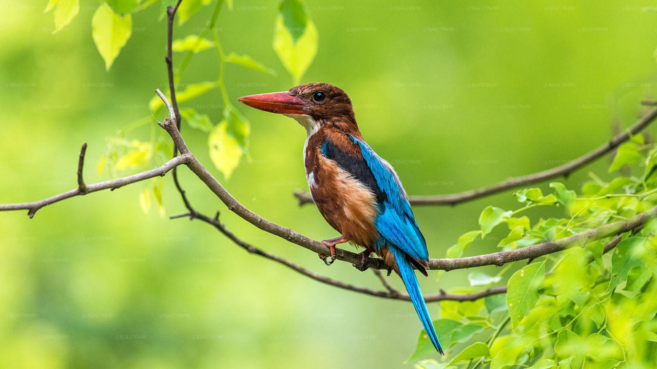 Vogelbeobachtungstour im Sinharaja-Regenwald