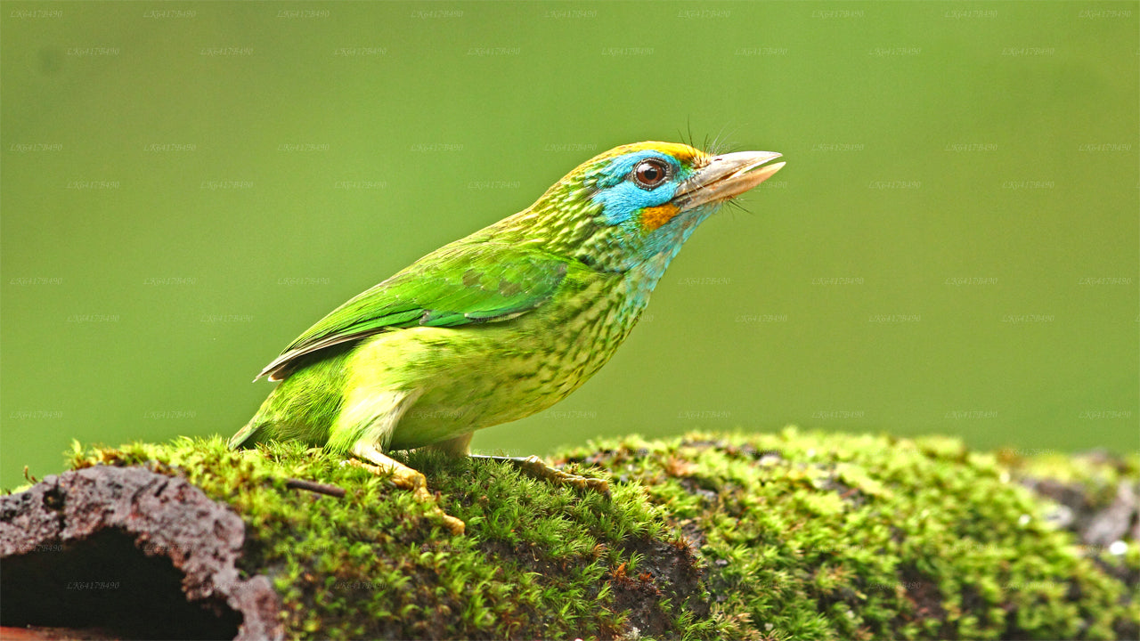 Vogelbeobachtungstour im Sinharaja-Regenwald