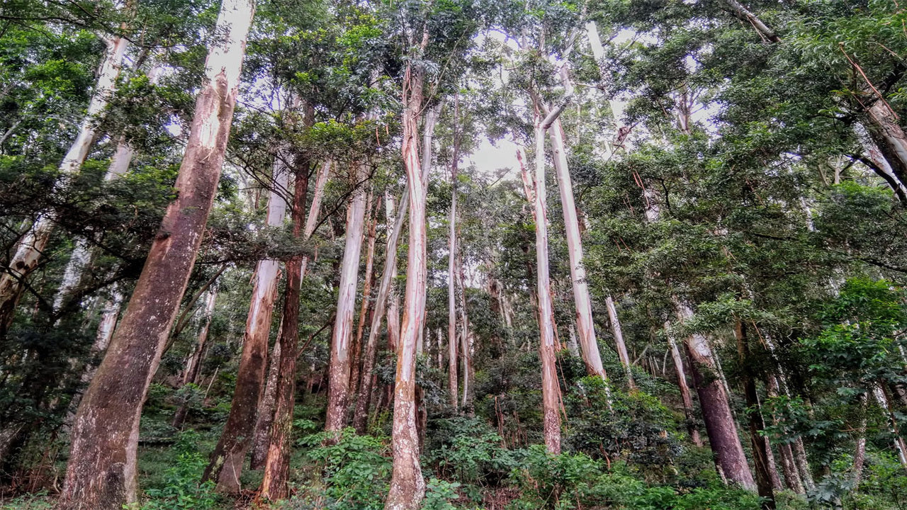 Erkunden Sie den Regenwald von Sinharaja (halber Tag)