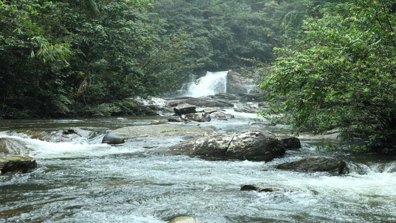 Erkunden Sie den Regenwald von Sinharaja (halber Tag)