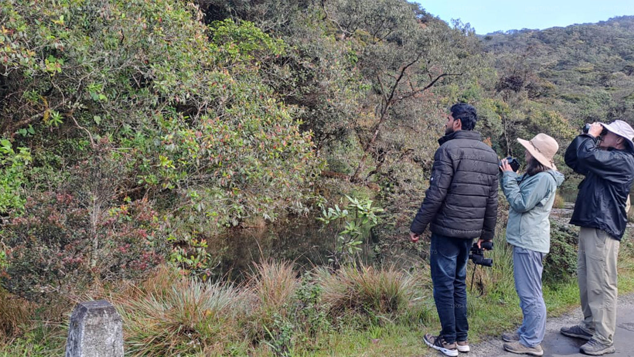 Vogelbeobachtung im Sinharaja-Regenwald