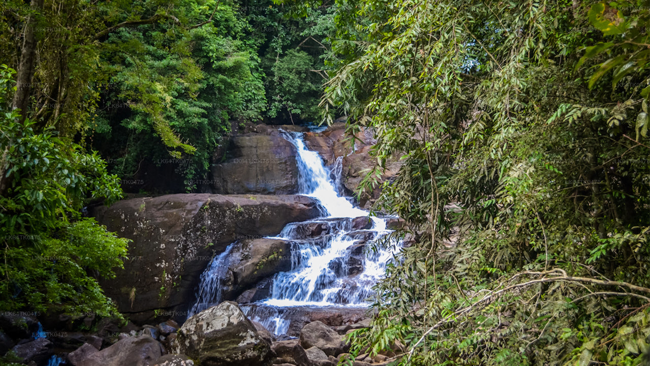 Vogelbeobachtung im Sinharaja-Regenwald